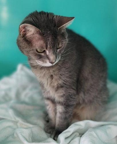 Enlarge Andie, a Adoptable Tabby in Oakland Park, FL image 1/3