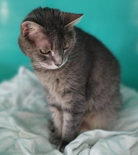 Enlarge Andie, a Adoptable Tabby in Oakland Park, FL image 2/3