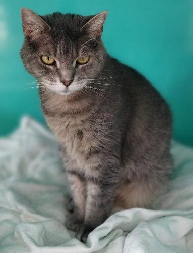 Enlarge Andie, a Adoptable Tabby in Oakland Park, FL image 3/3