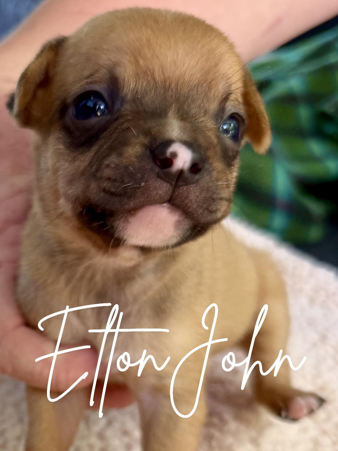 Enlarge Elton John, a Adoptable mixed breed in Herald, CA image 3/3