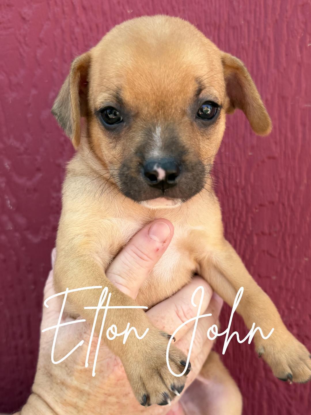 Enlarge Elton John, a Adoptable mixed breed in Herald, CA image 2/3