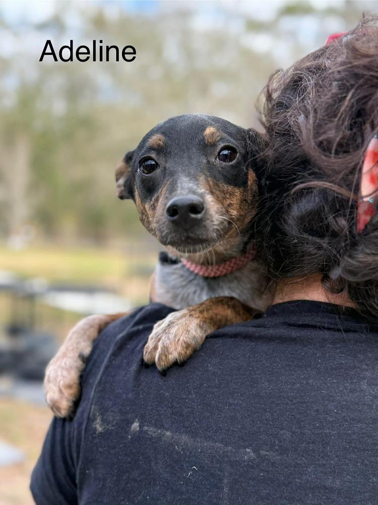 Enlarge Adeline (AVAILABLE 1/26), a Adoptable mixed breed in Leverett, MA image 2/2