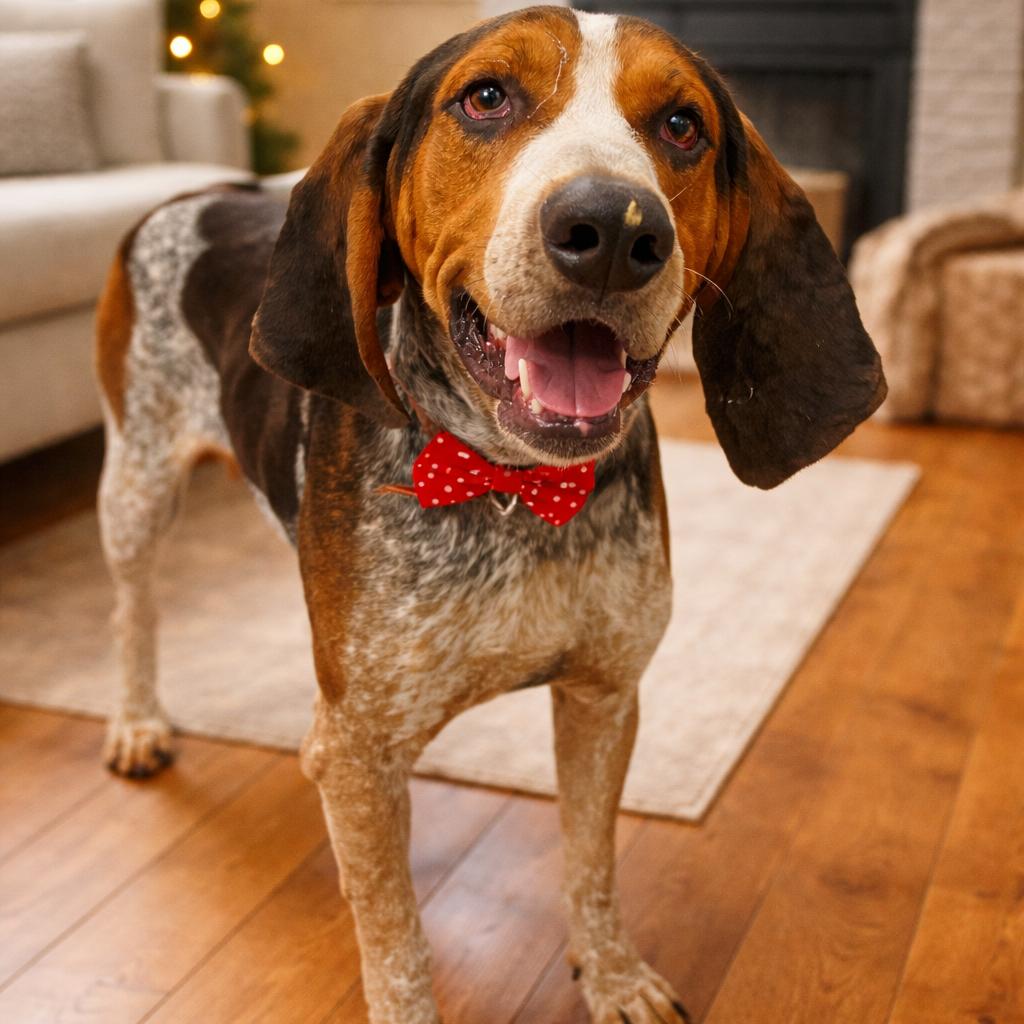 Wesson, Adoptable, Adult Male Coonhound & Coonhound.