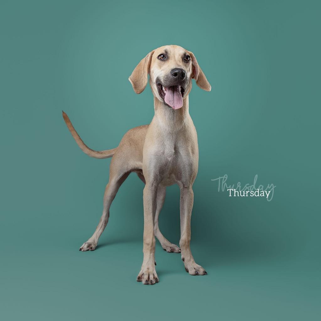 Enlarge Thursday, a Adopted mixed breed in Ada, OK image 1/1