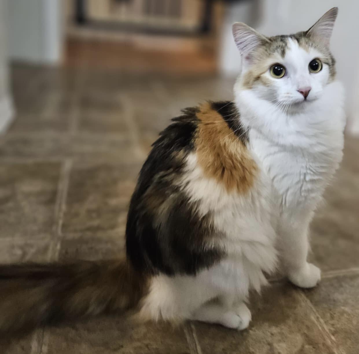 ANNA - tripod - pending adoption