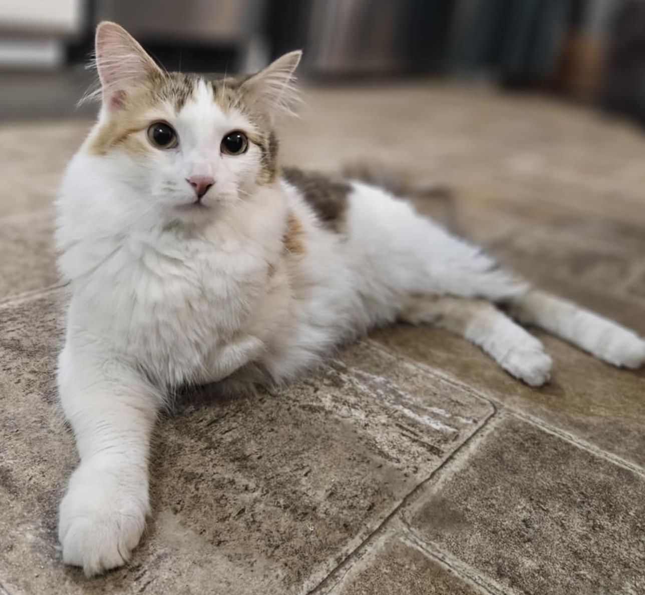 ANNA - tripod - pending adoption
