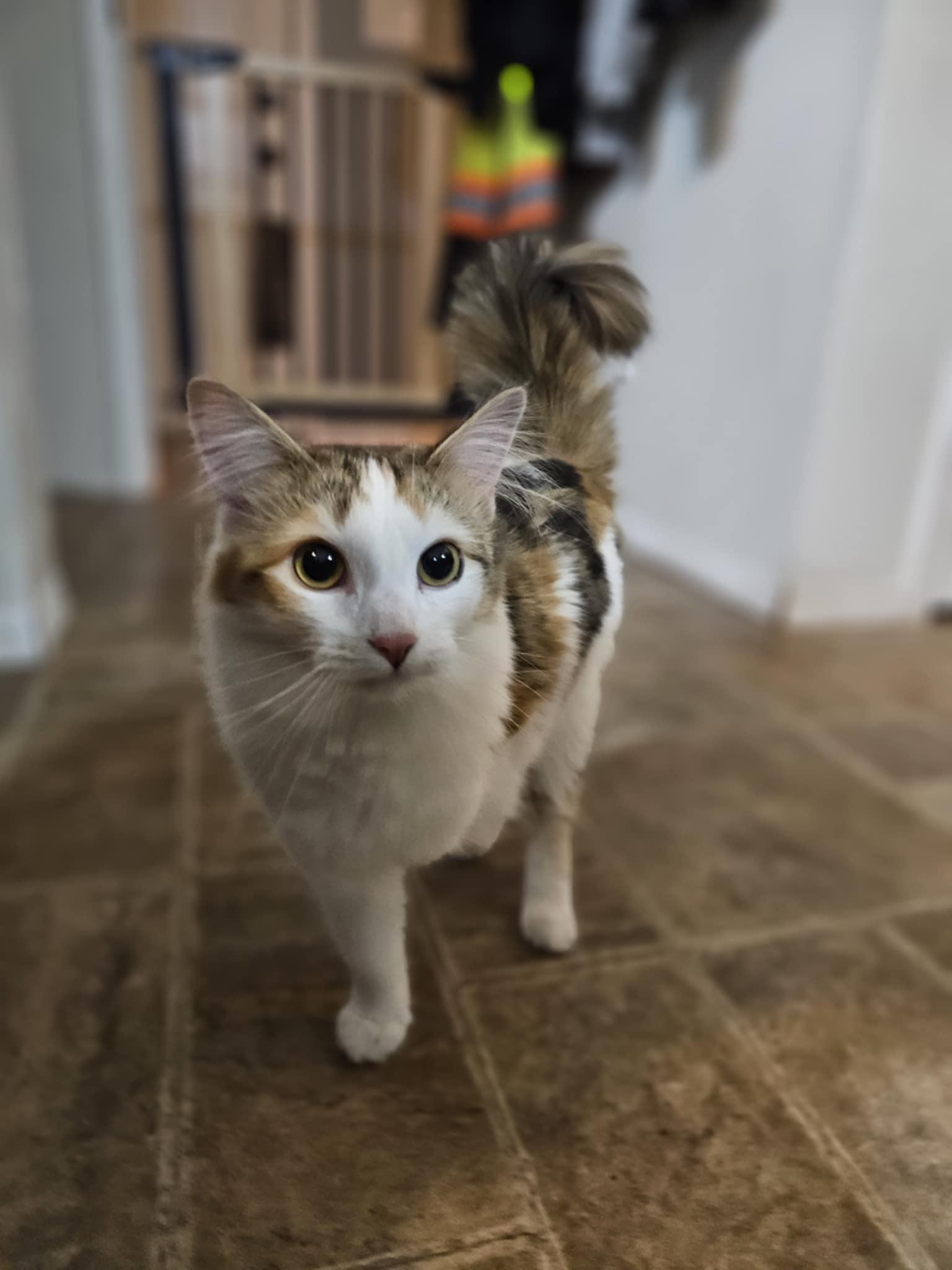ANNA - tripod - pending adoption