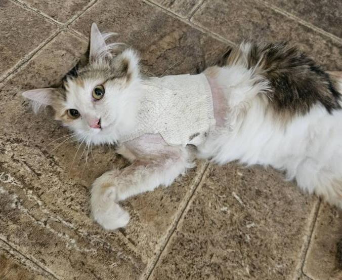 ANNA - tripod - pending adoption