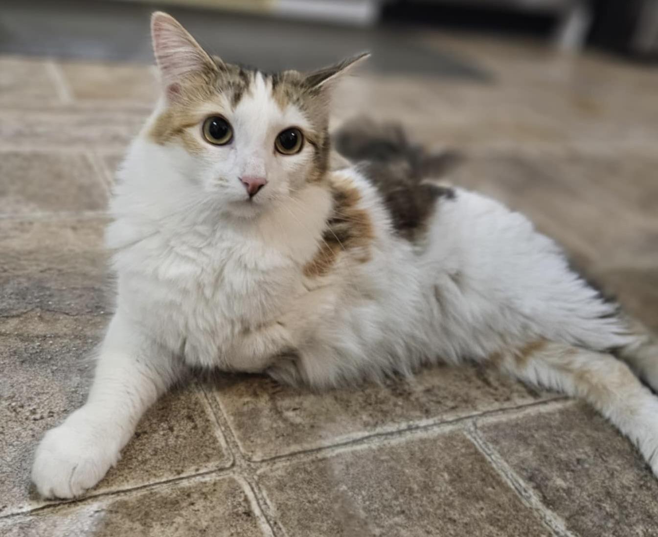 ANNA - tripod - pending adoption