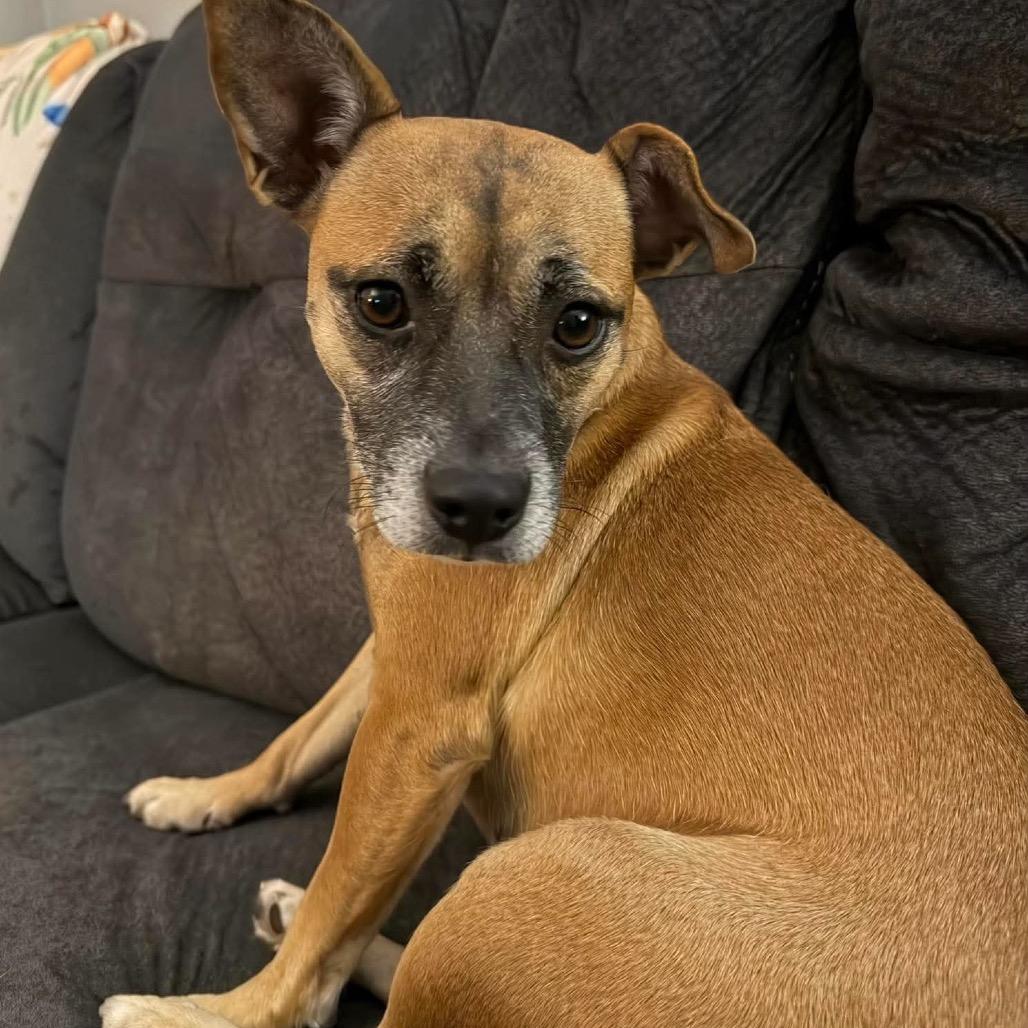 Chapis, Adoptable, Adult Female Chihuahua.