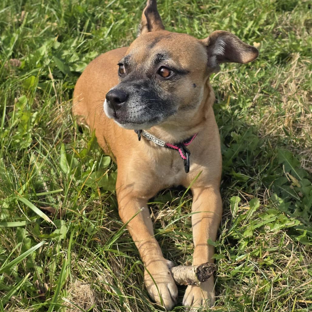 Enlarge Chapis, a Adoptable mixed breed in Alma, WI image 5/6