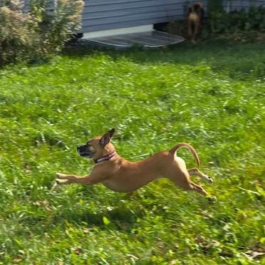 Enlarge Chapis, a Adoptable mixed breed in Alma, WI image 4/6
