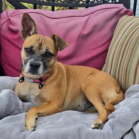 Enlarge Chapis, a Adoptable mixed breed in Alma, WI image 2/6