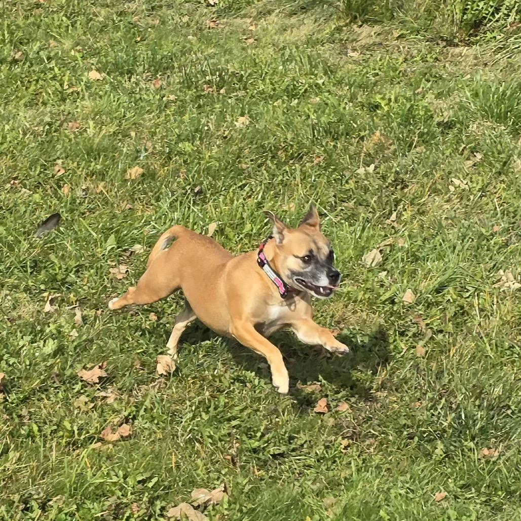 Enlarge Chapis, a Adoptable mixed breed in Alma, WI image 6/6
