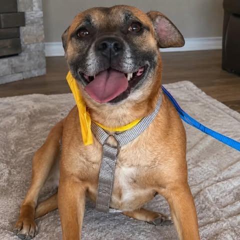 Enlarge Chapis, a Adoptable mixed breed in Alma, WI image 3/6
