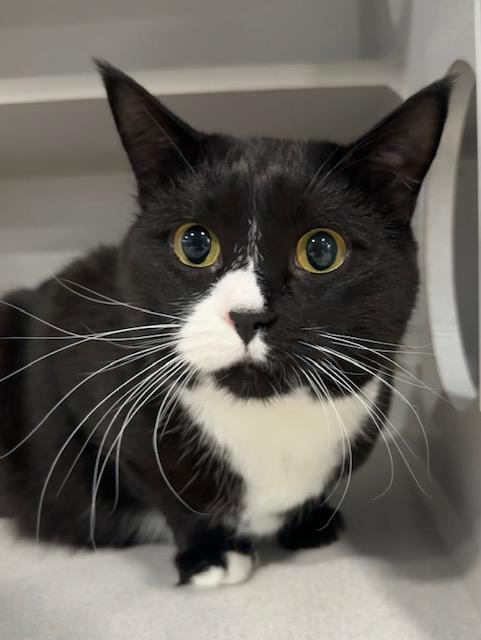 Freida, ADOPTABLE, Adult Female Domestic Short Hair.