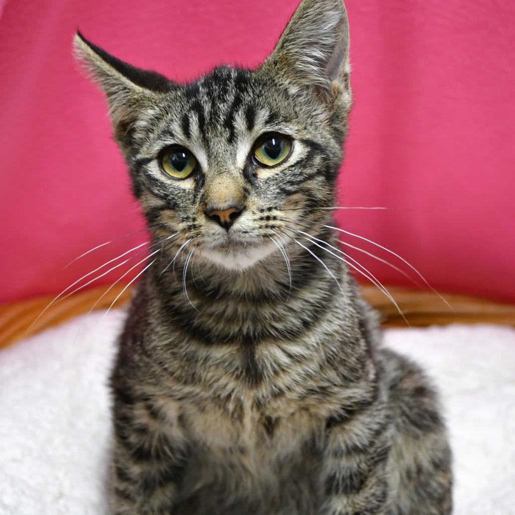 Enlarge Ernest, a Adoptable Domestic Short Hair in Beaumont, TX image 1/1
