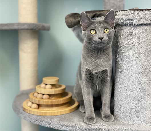 Enlarge Ponyo, a Adoptable Domestic Short Hair in Charles Town, WV image 1/6
