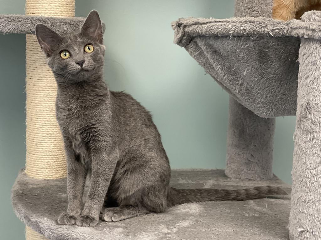 Enlarge Ponyo, a Adoptable Domestic Short Hair in Charles Town, WV image 3/6