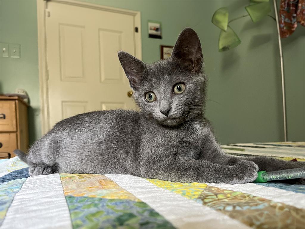 Ponyo, a Adoptable Domestic Short Hair in Charles Town, WV image 3/4