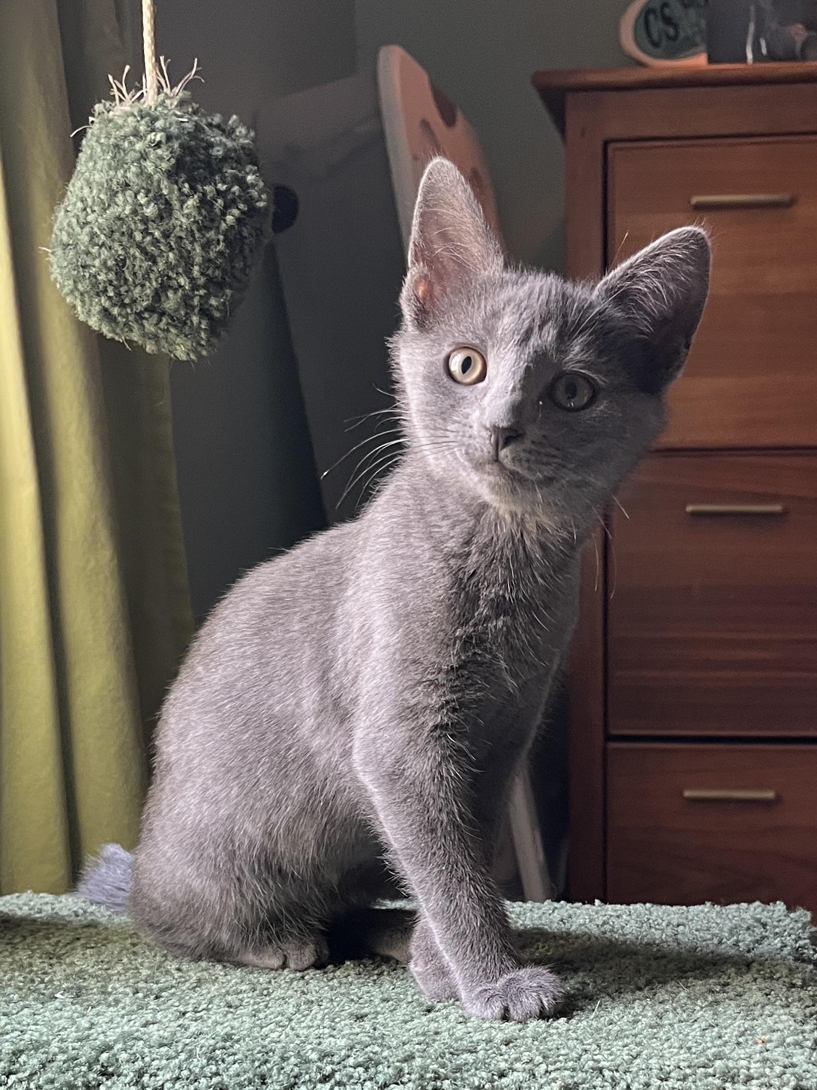 Ponyo, a Adoptable Domestic Short Hair in Charles Town, WV image 4/4
