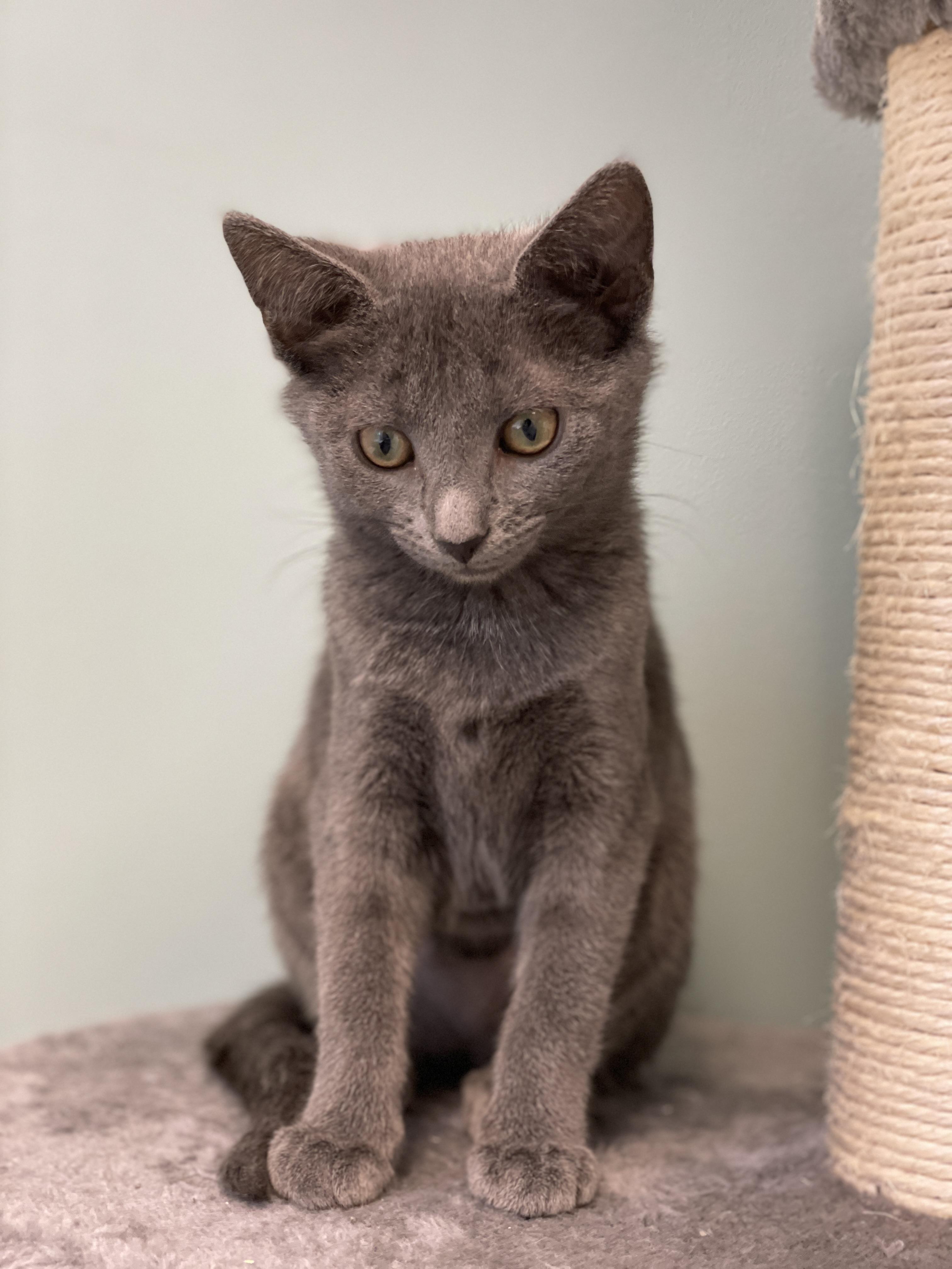 Ponyo, a Adoptable Domestic Short Hair in Charles Town, WV image 1/4