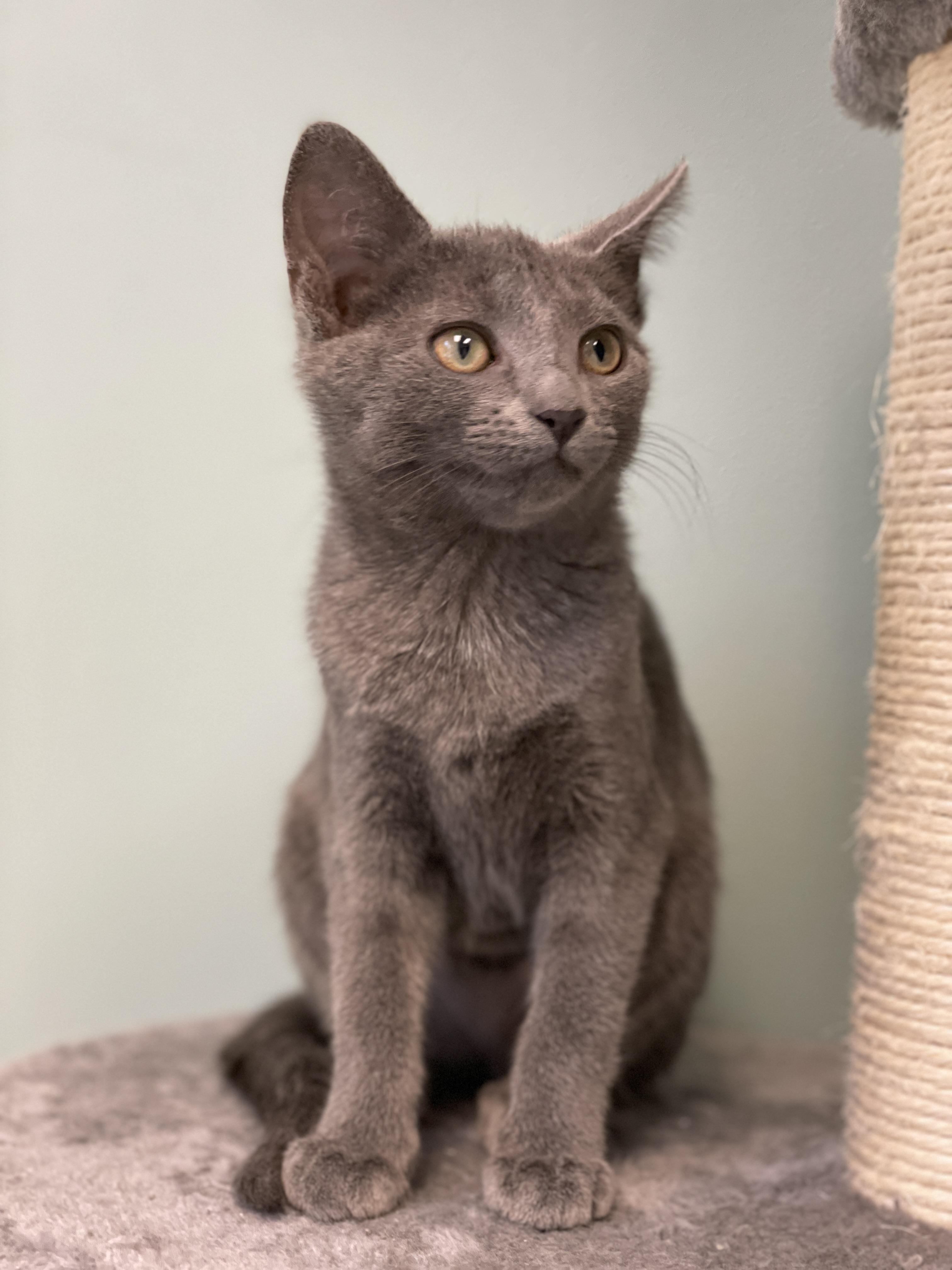 Ponyo, a Adoptable Domestic Short Hair in Charles Town, WV image 2/4