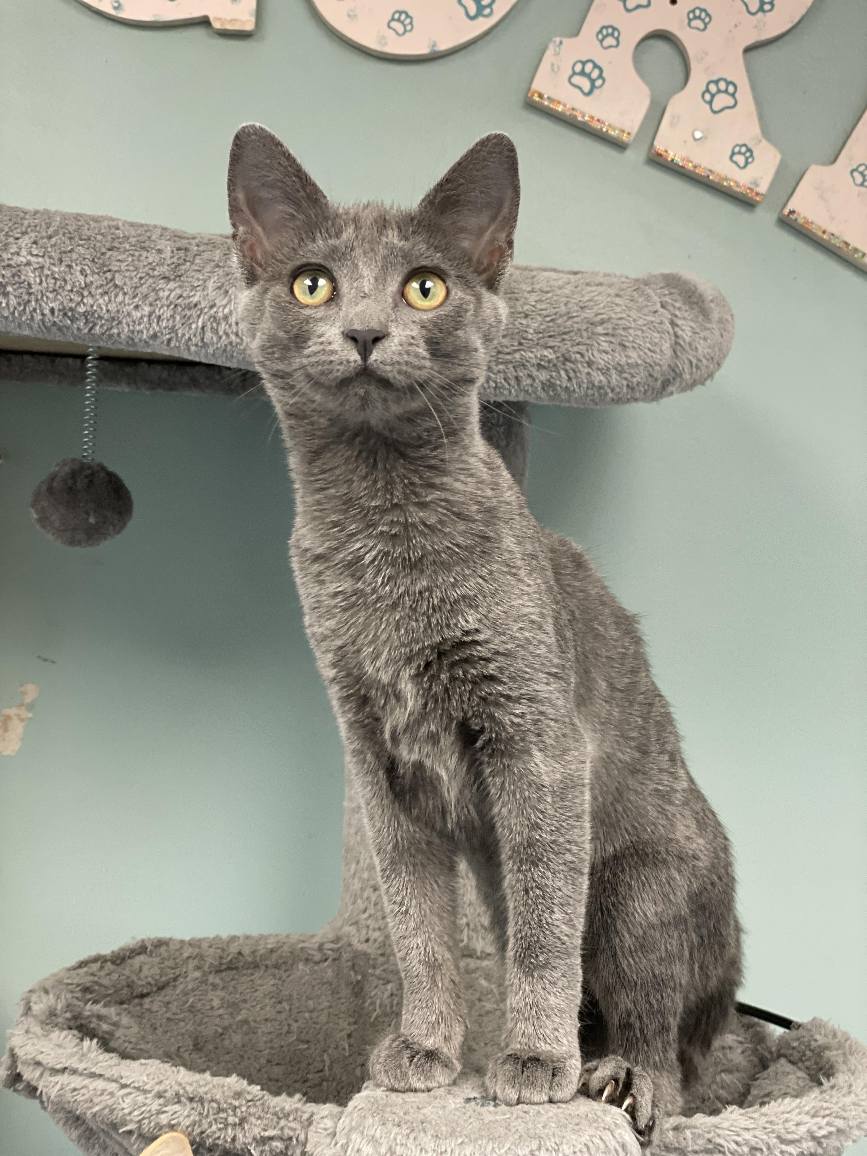Enlarge Ponyo, a Adoptable Domestic Short Hair in Charles Town, WV image 2/6