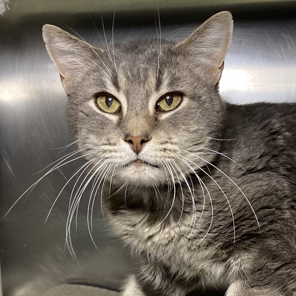 Sake — thumbnail 2