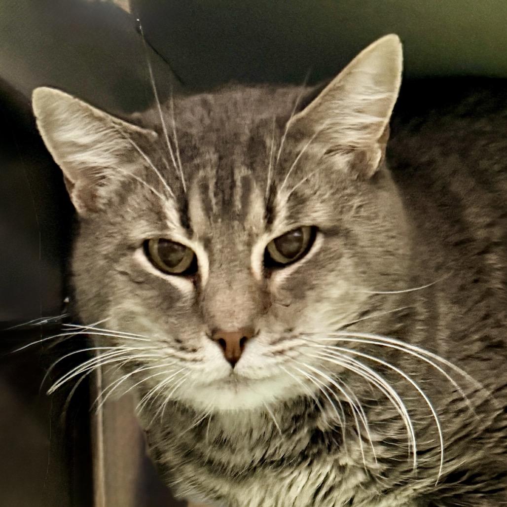 Sake — thumbnail 3