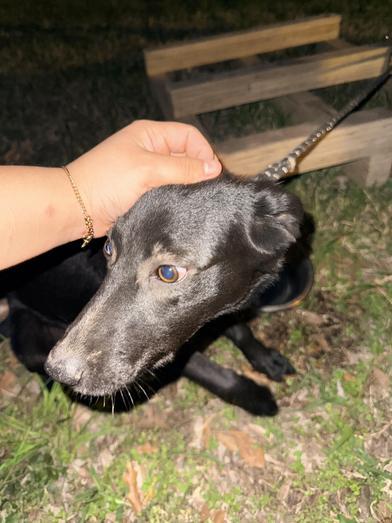 Piglet — thumbnail 2