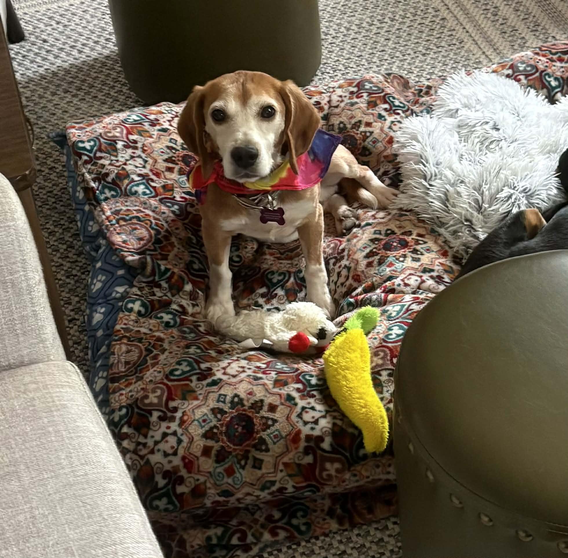 Enlarge Benito Sabueso, a Adoptable Beagle in Whitewater, WI image 2/6
