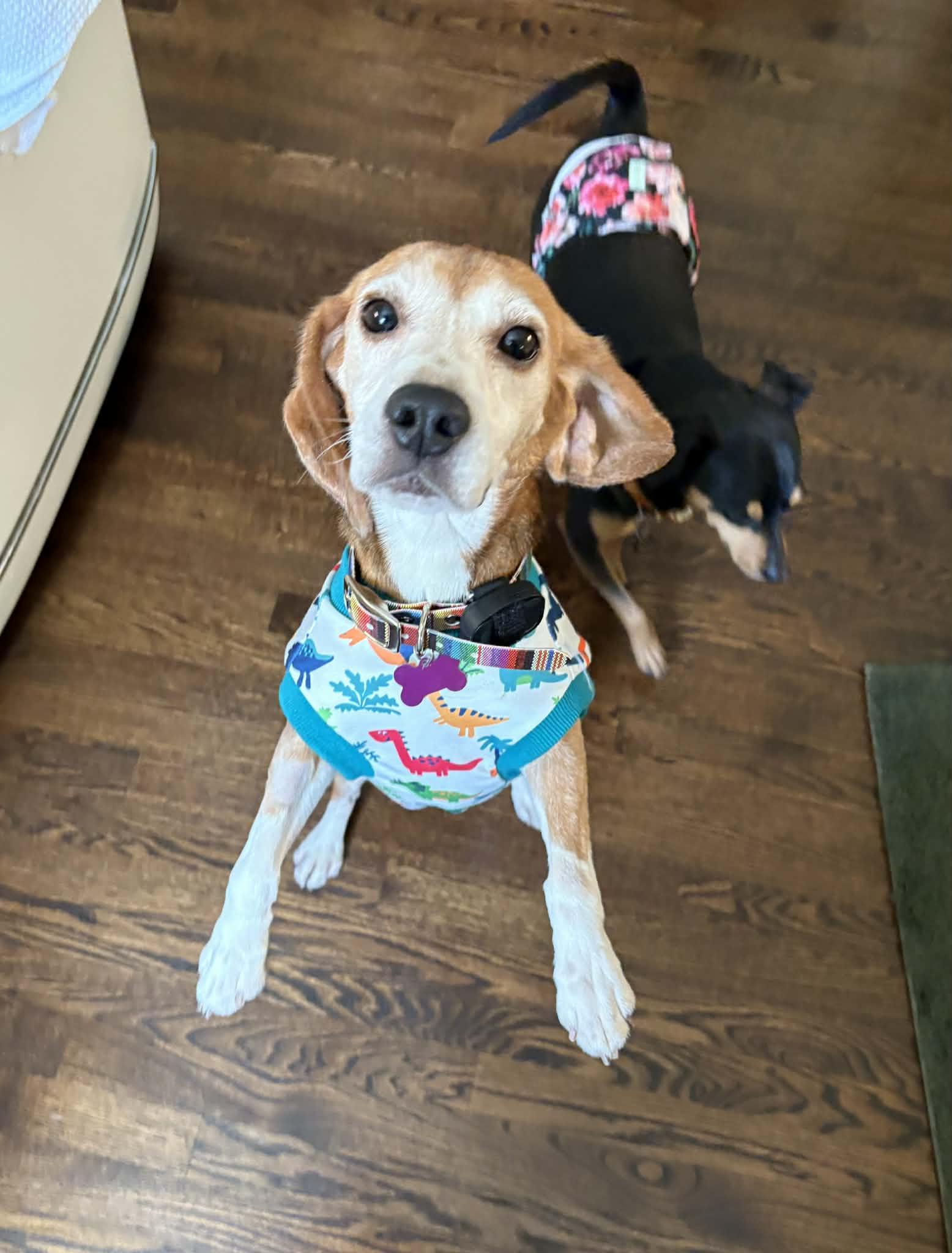 Benito Sabueso, Adoptable, Adult Male Beagle.