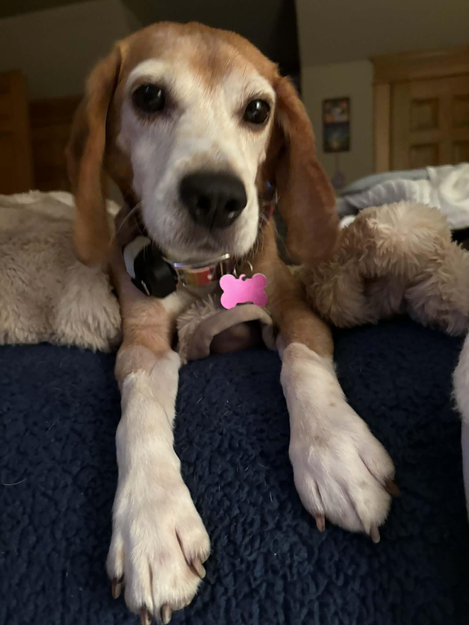 Enlarge Benito Sabueso, a Adoptable Beagle in Whitewater, WI image 4/6