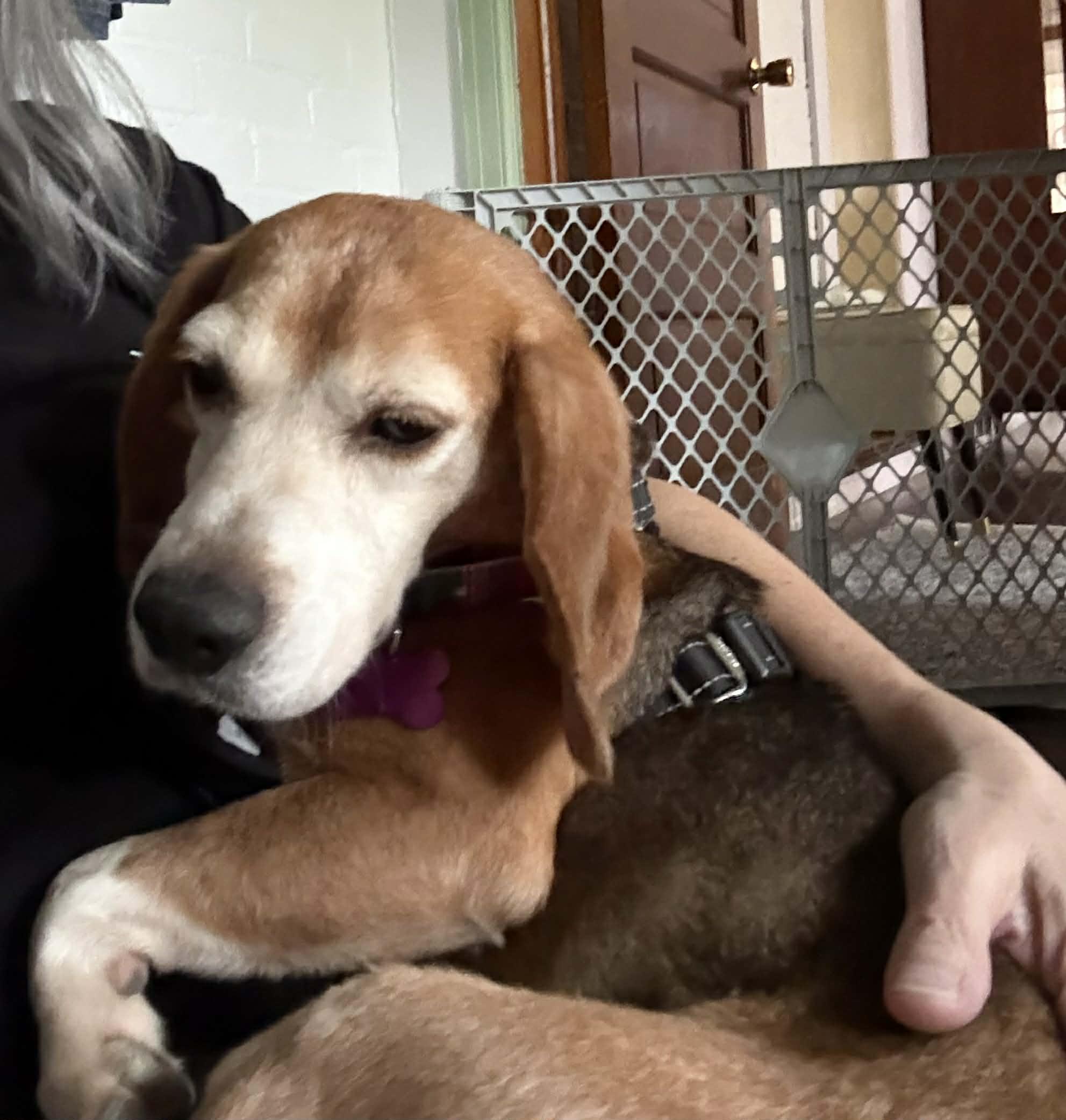 Enlarge Benito Sabueso, a Adoptable Beagle in Whitewater, WI image 6/6
