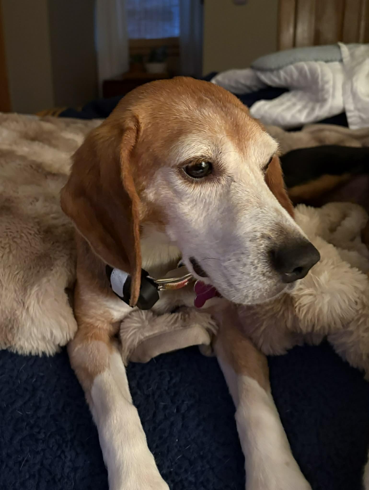 Enlarge Benito Sabueso, a Adoptable Beagle in Whitewater, WI image 3/6