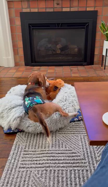 Enlarge Benito Sabueso, a Adoptable Beagle in Whitewater, WI video 5/6