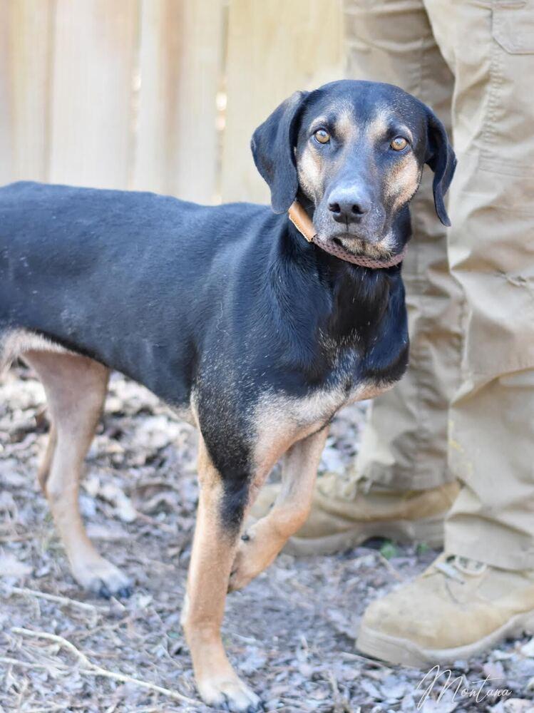Enlarge Montana, a Adoptable mixed breed in Brewster , NY image 1/5