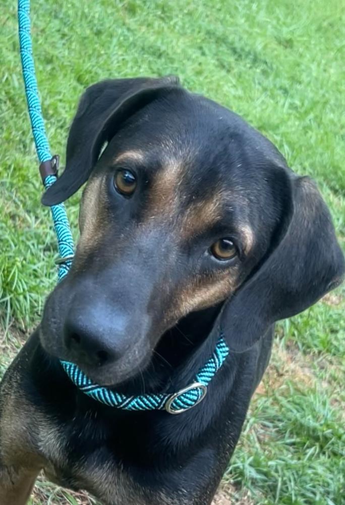 Enlarge Montana, a Adoptable mixed breed in Brewster , NY image 2/5