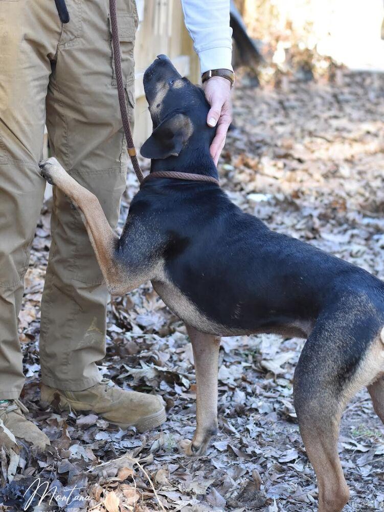 Enlarge Montana, a Adoptable mixed breed in Brewster , NY image 3/5