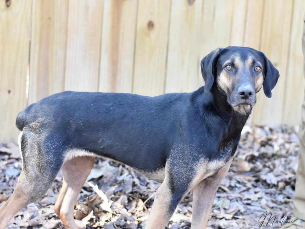 Enlarge Montana, a Adoptable mixed breed in Brewster , NY image 4/5