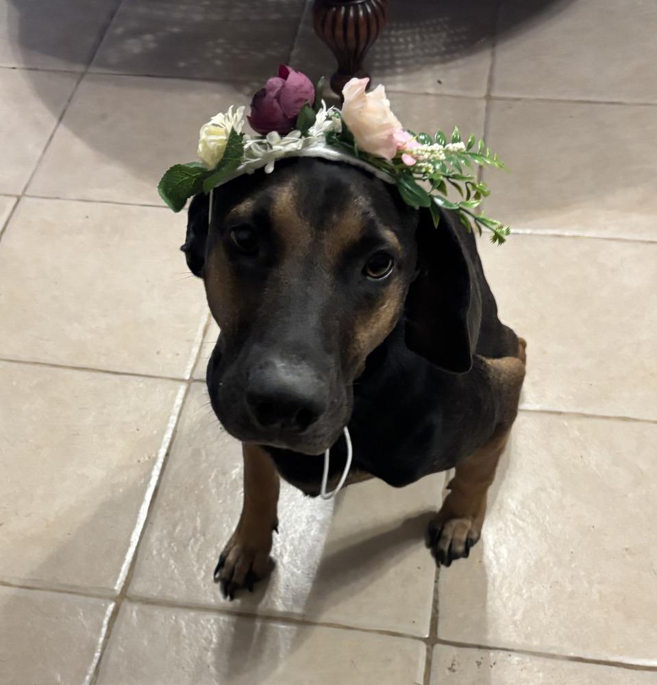 Enlarge Montana, a Adoptable mixed breed in Brewster , NY image 5/5
