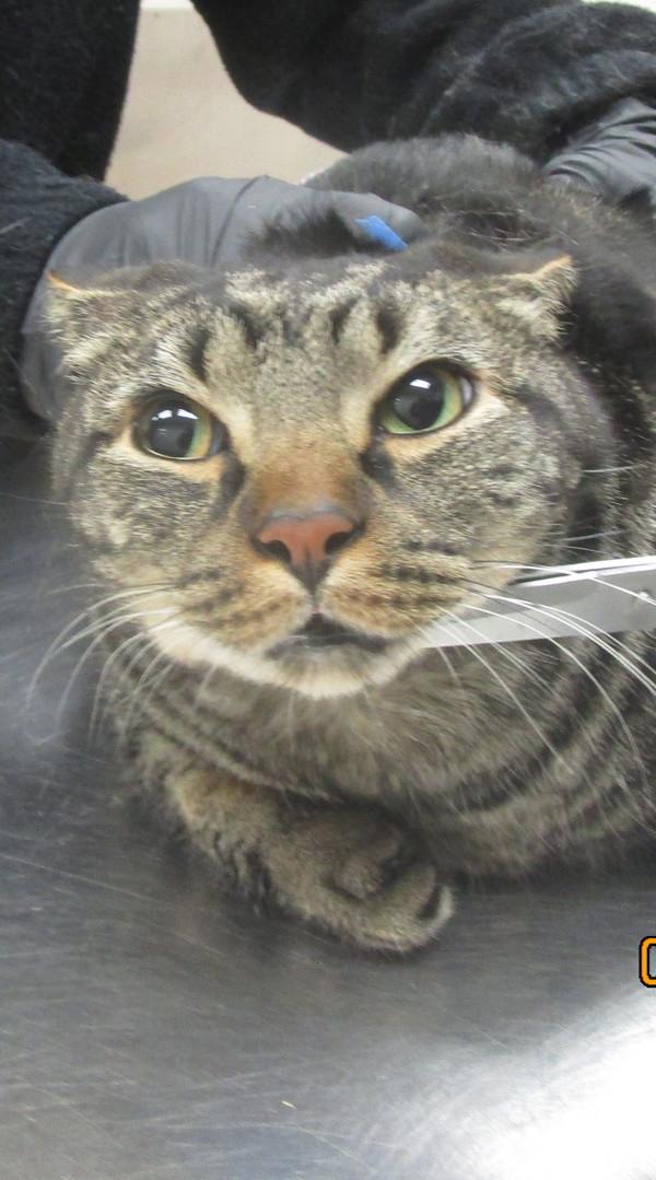 Jazzy 'Lil' Boy'(610)