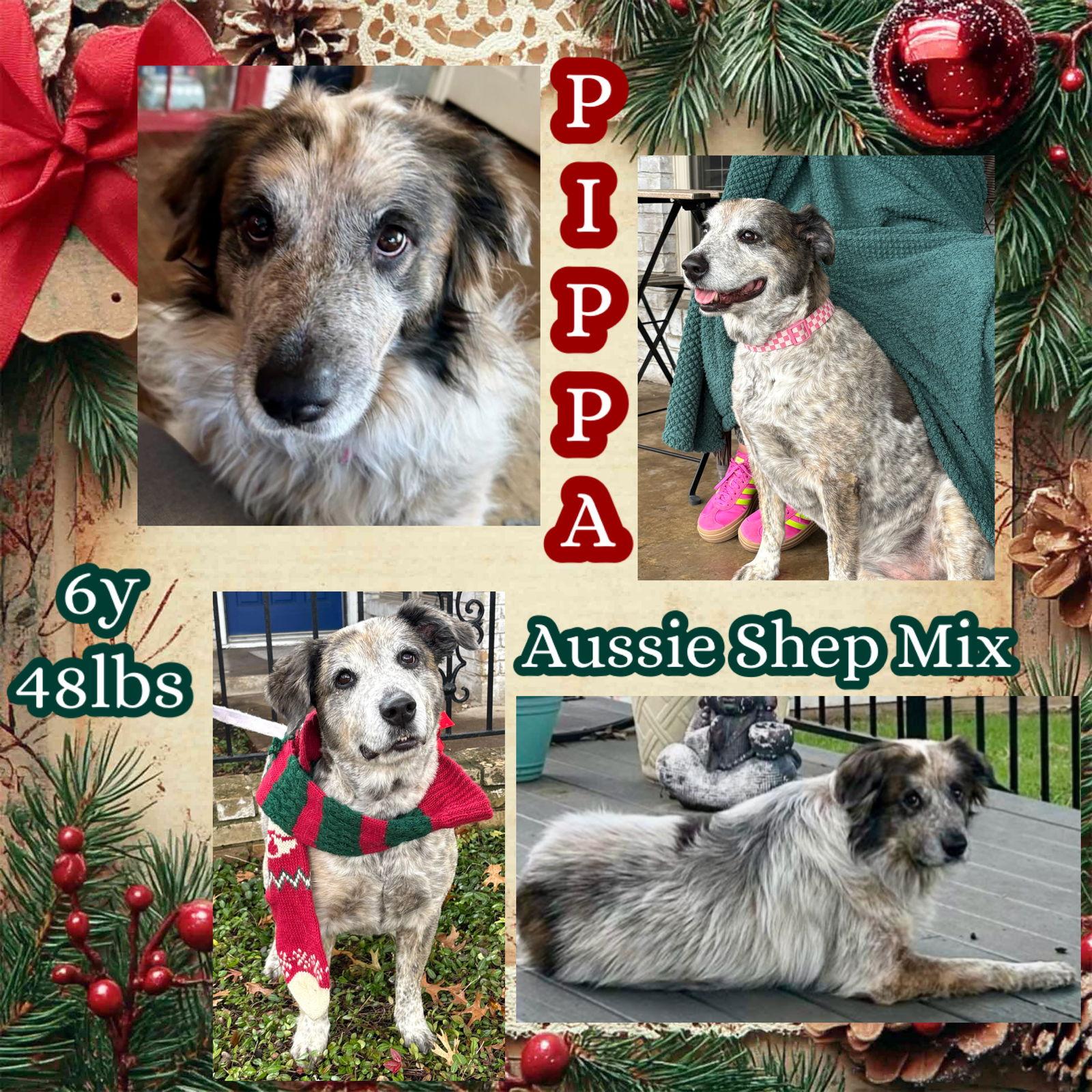 Pippa, a Adoptable Australian Shepherd in Dallas, TX image 1/3
