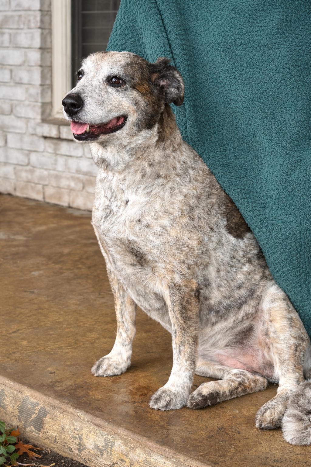 Pippa, a Adoptable Australian Shepherd in Dallas, TX image 2/3