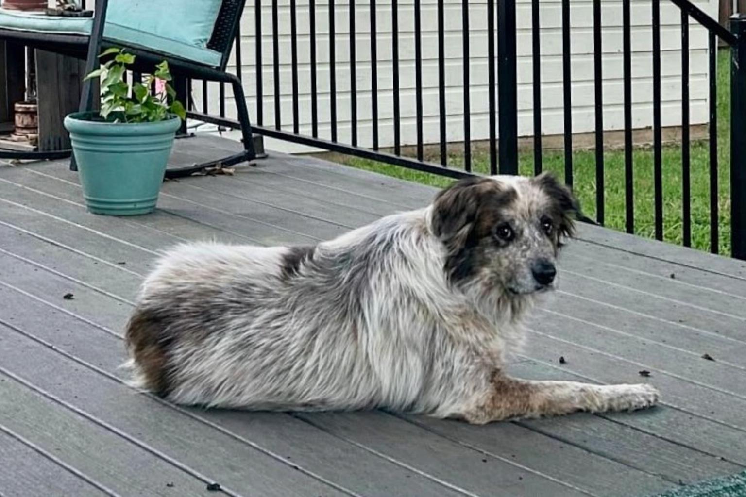 Pippa, a Adoptable Australian Shepherd in Dallas, TX image 3/3