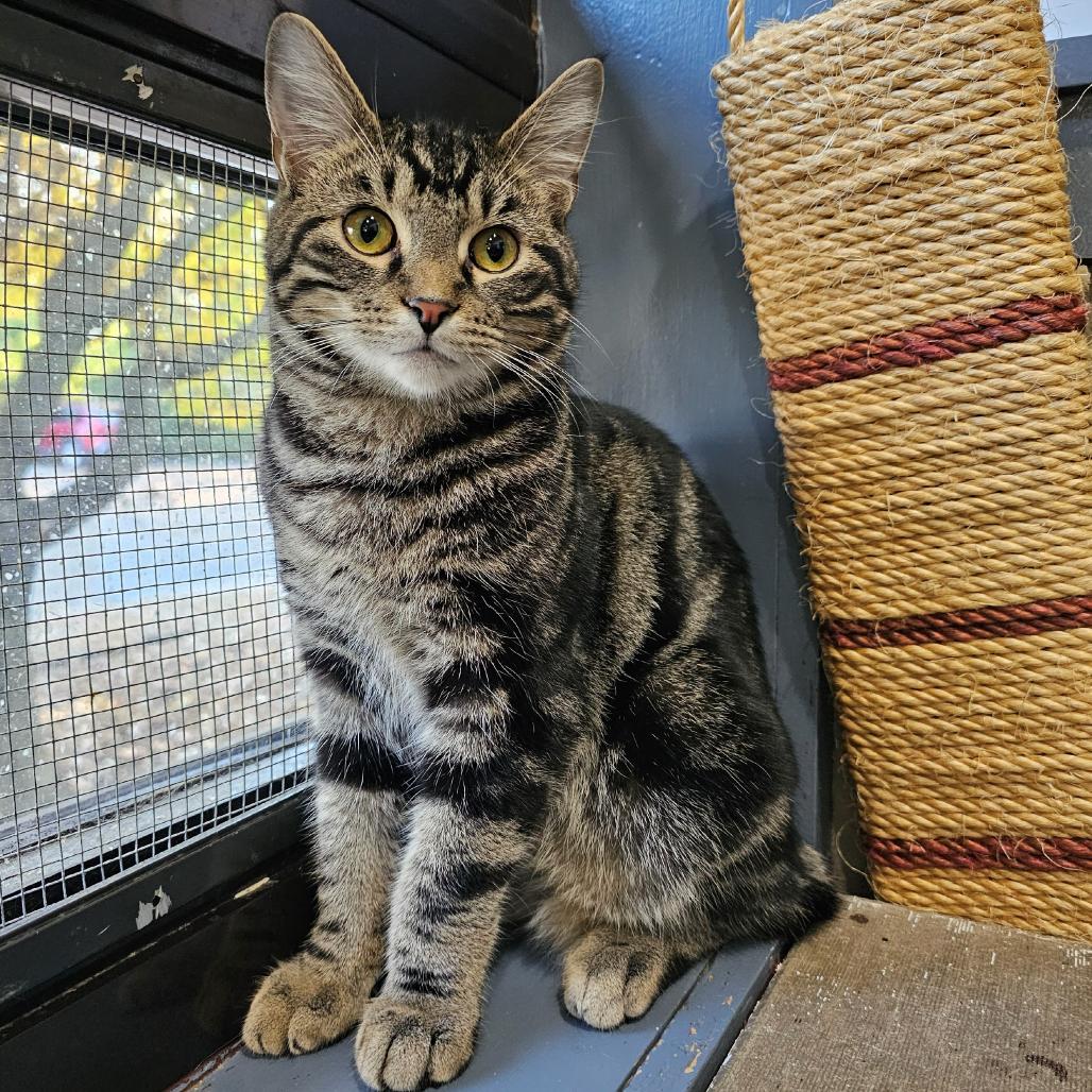 Rigatoni, Adoptable, Young Male Domestic Short Hair & American Bobtail.