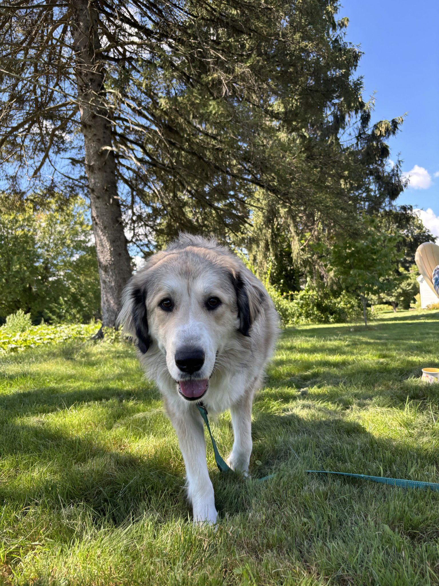Enlarge Eloise (aka Ellie), a Adopted Great Pyrenees in Houston, TX image 1/3