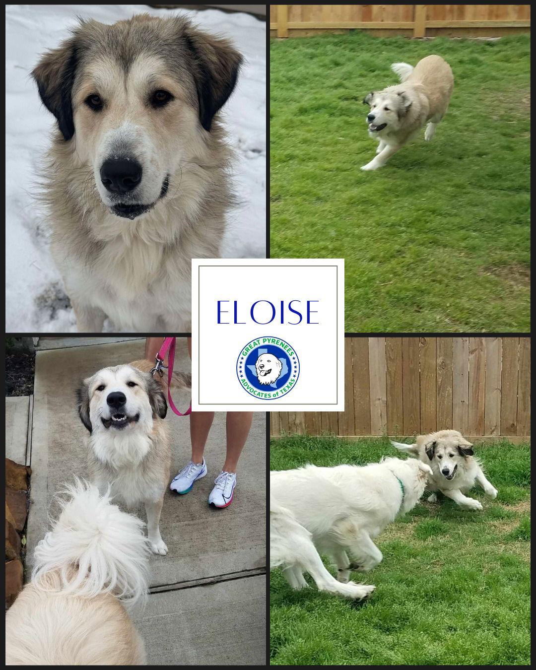 Enlarge Eloise (aka Ellie), a Adopted Great Pyrenees in Houston, TX image 2/3