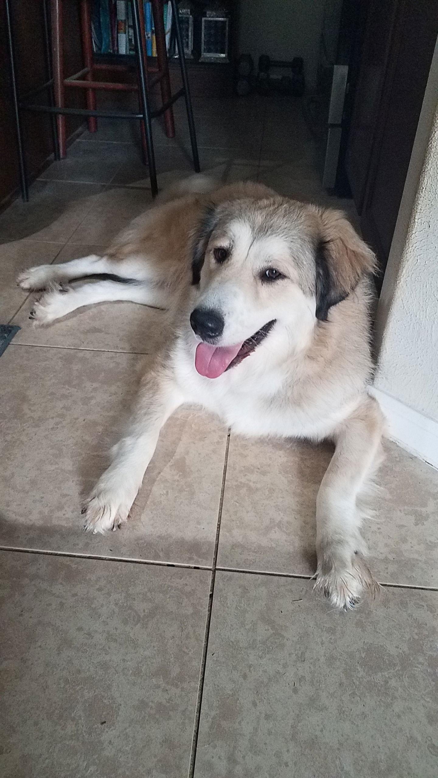 Enlarge Eloise (aka Ellie), a Adopted Great Pyrenees in Houston, TX image 3/3
